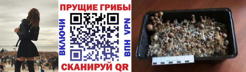 Купить закладки  Спасск-Дальний  Галлюциногенные грибы Psilocybe 